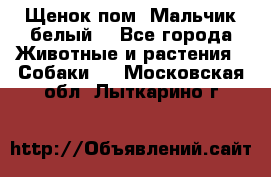 Щенок пом. Мальчик белый  - Все города Животные и растения » Собаки   . Московская обл.,Лыткарино г.